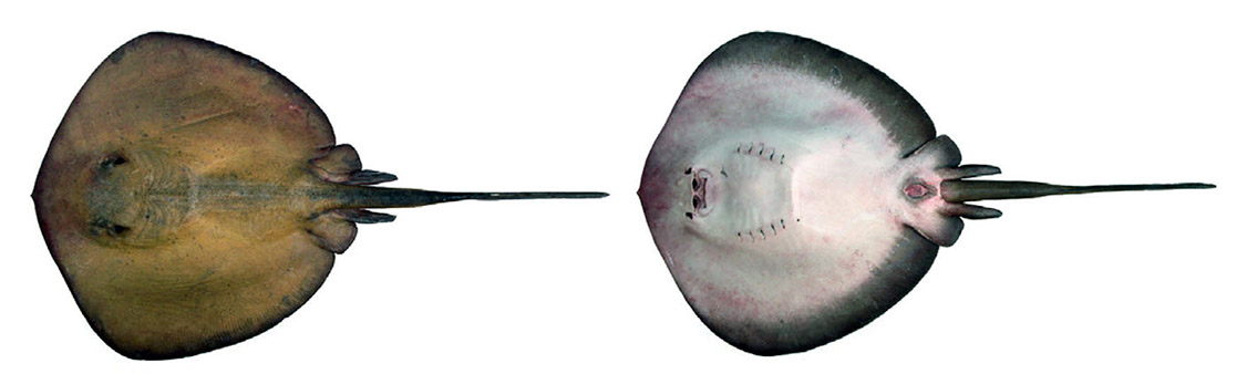 Taenura gravata03